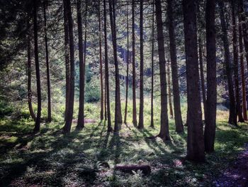 Trees in forest