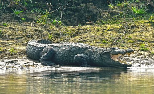 View of crocodile in river