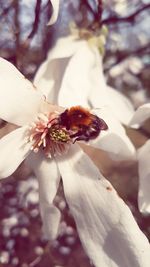 Close-up of insect on flower