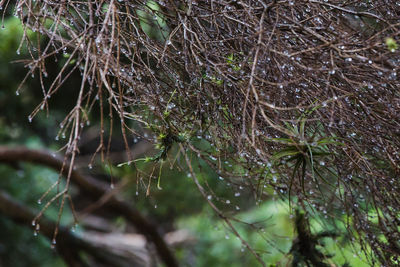 Close-up of spider web on tree