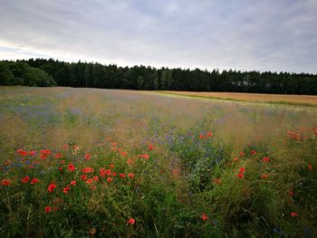 Scenic view of landscape against sky