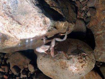 Close-up of turtle on rock