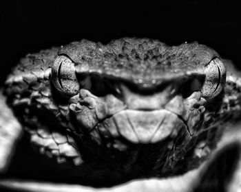 Close-up of snake