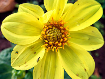 Close-up of yellow flowering plant