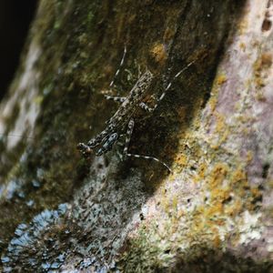 Close-up of lizard