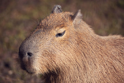 Close-up of an animal