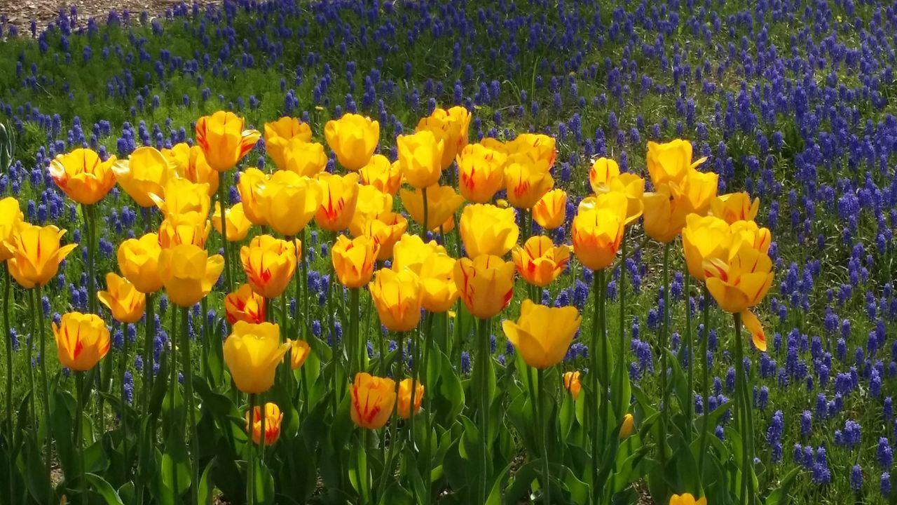 flower, freshness, growth, fragility, beauty in nature, petal, field, yellow, blooming, plant, flower head, nature, in bloom, grass, abundance, high angle view, tulip, day, outdoors, no people