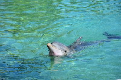 High angle view of dolphin swimming in sea