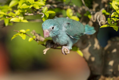 Close-up of a bird perching on tree