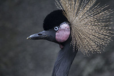 Close-up of grey crowned crane against wall