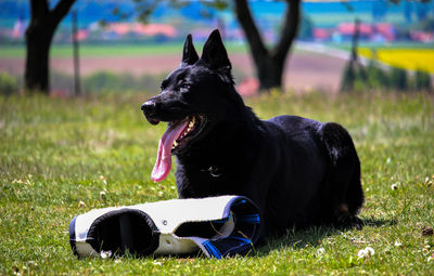 Black dog relaxing on field