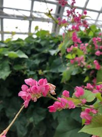 Close-up of pink flowering plant