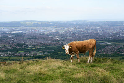 View of a horse on field