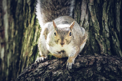 Portrait of squirrel on tree trunk