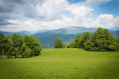 Scenic view of trees on field against sky