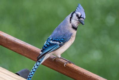 Close-up of blue perching on wood