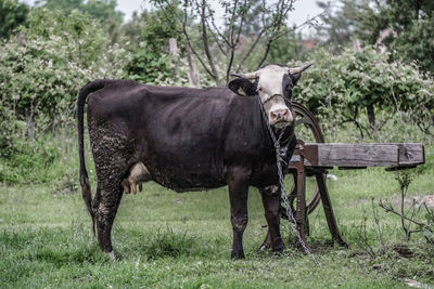 Horse standing in a field