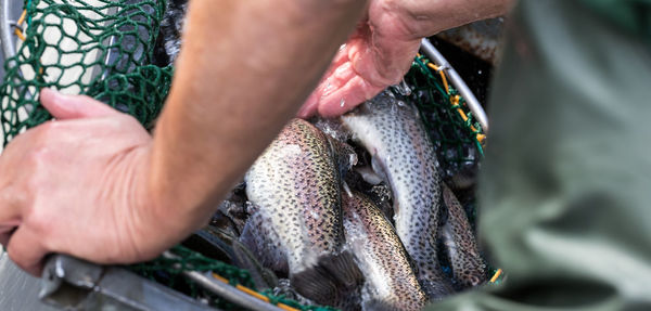 Close-up of hand holding fish