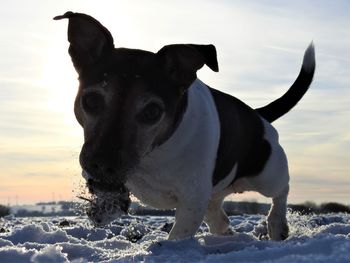 Dog standing on snow covered land