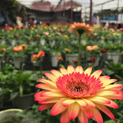 Close-up of red flower