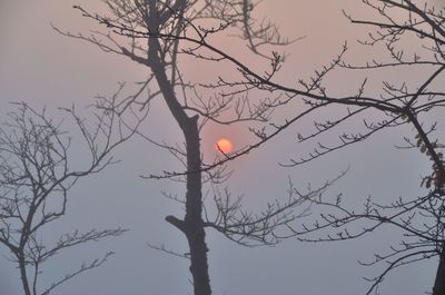 Low angle view of silhouette bare tree against sky during sunset