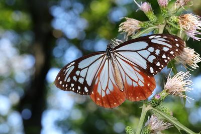 Close-up of butterfly on plant