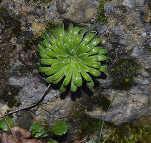 Close-up of moss growing on rock