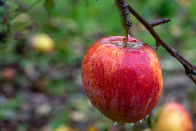 Close-up of apple hanging on tree