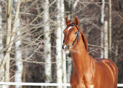 Close-up of horse on field