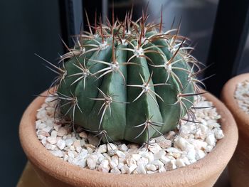 Cactus. a little pot of plant