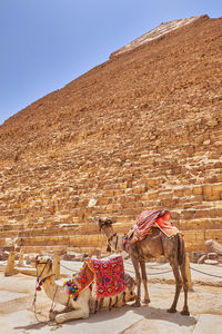 View of a horse in a desert