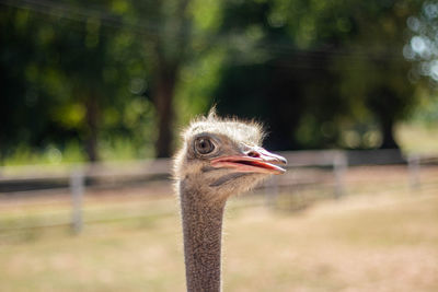 Close-up of a bird against blurred background