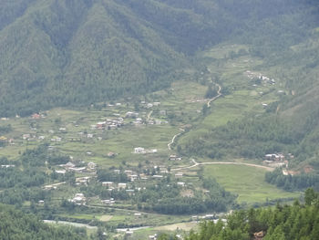 High angle view of rice paddy