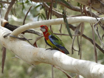 Close-up of parrot perching on tree