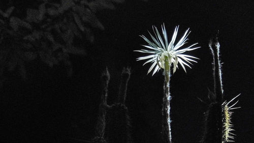 View of trees at night