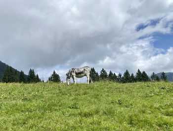 Panoramic view of a field with donkey against sky