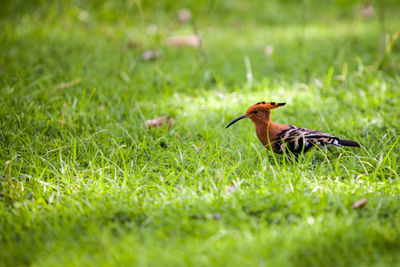 Side view of bird on grass