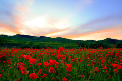 Red poppies on field against sky during sunset