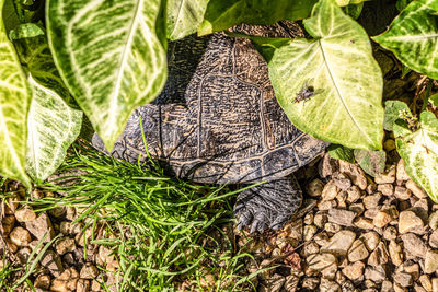 High angle view of a lizard on plant