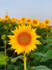 Close-up of sunflower blooming on field against sky