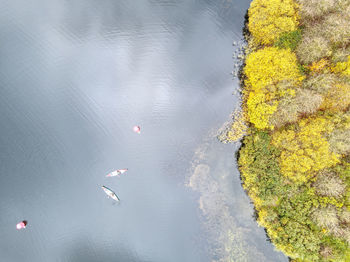 High angle view of plants floating on water