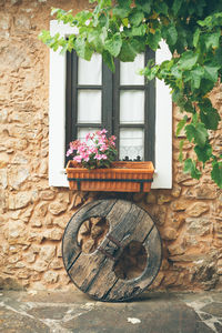 Plants growing on wall