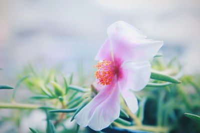 Close-up of pink flower