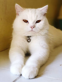 White cat at my home