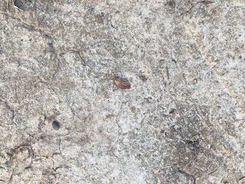 High angle view of insect on wall