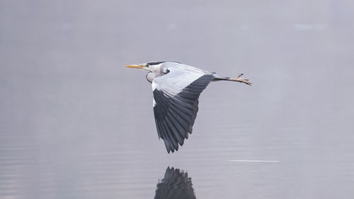 A grey heron flies just above the water surface