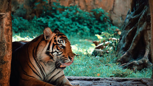 Close-up of a cat in forest