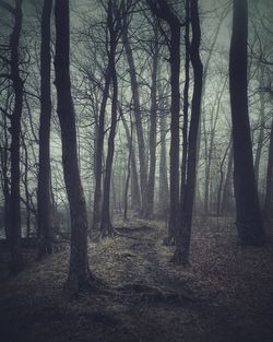 Trees in forest