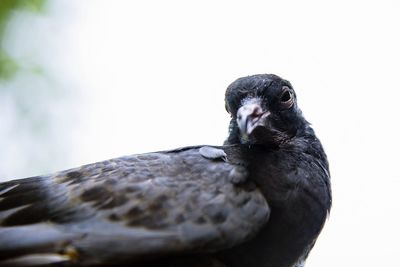 Close-up of a bird