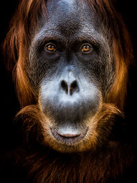 Close-up portrait of orangutan against black background